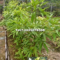 香粉樹苗