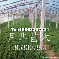 小龍柏