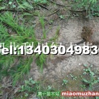 柳杉樹小苗