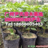 澳洲火焰木