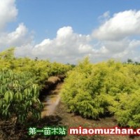 黃金香柳