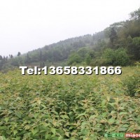 櫻花