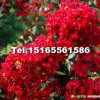 美國紅火箭紫薇扦插小苗