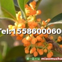 桂花樹