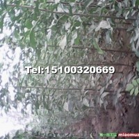 速生白蠟