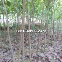 紫荊