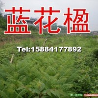 藍(lán)花楹