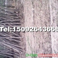 國槐
