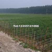 白蠟小苗