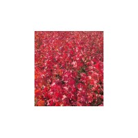 紅點紅楓