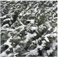 雪松