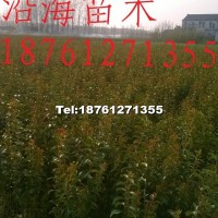 大葉女貞苗