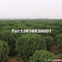 黃楊球