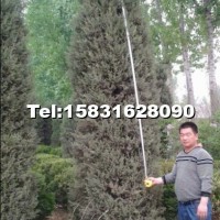 河南儈柏
