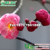 粉皮宮粉梅