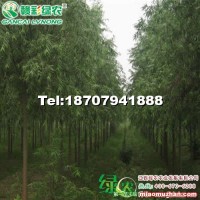 美國(guó)竹柳3號(hào)