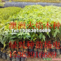澳洲火焰木樹苗