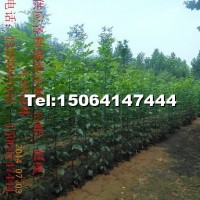 白蠟小苗