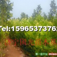 法桐小苗