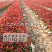 紅葉石楠小苗