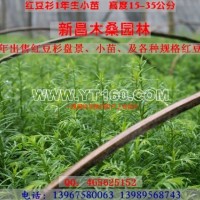 紅豆杉