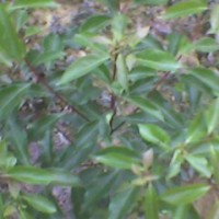 香樟苗