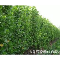 黃楊