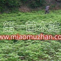 香樟一年苗
