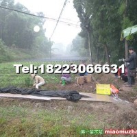 曼地亞紅豆杉小苗