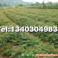 黃山欒樹小苗