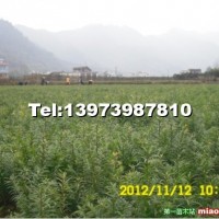 南方紅豆杉