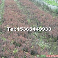 紅葉小檗小苗