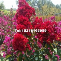 紅花紫微苗