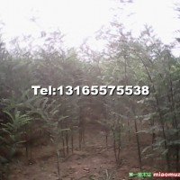 國槐苗