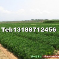 黑松