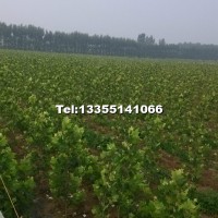 法桐小苗