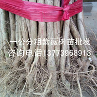 紫薇樹(shù)苗
