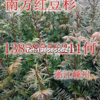 紅豆杉小苗