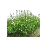 木槿
