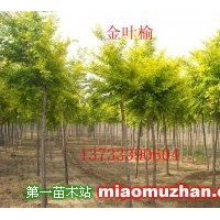 金葉榆
