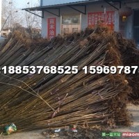 法桐小苗
