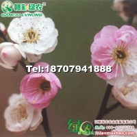 復(fù)瓣跳枝梅
