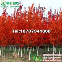 美國改良紅楓 夕陽紅楓