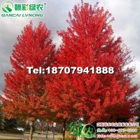 美國改良紅楓 秋火焰