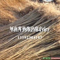 紫穗槐大苗