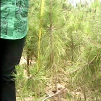 油松苗
