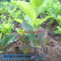 紫葉稠李小苗