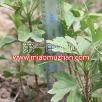 銀杏一年苗