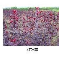 大葉紅葉李