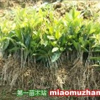 桂花苗